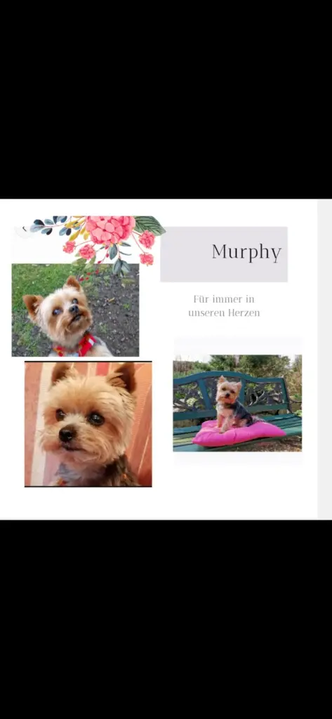 Bild von Murphy