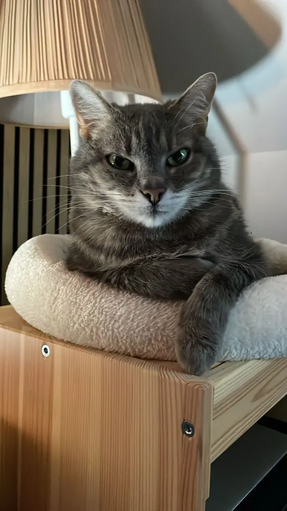 Bild von Peaches