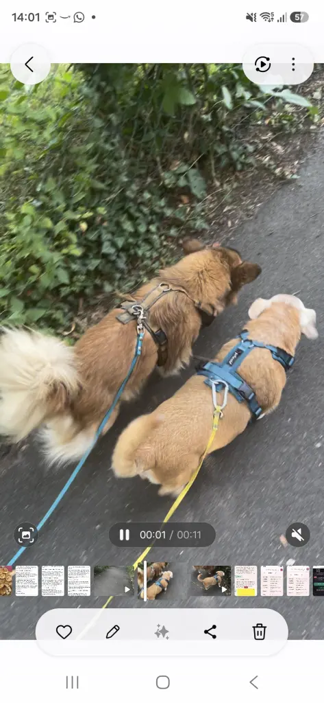 8 Pfoten - ein Herz ❤️
