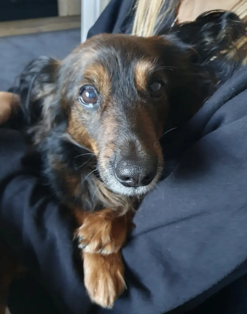 Bild von Kani