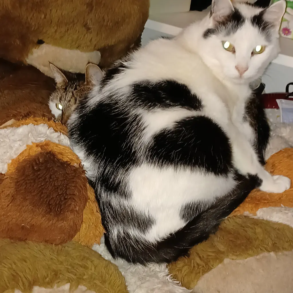 Bild von Miss Piggy