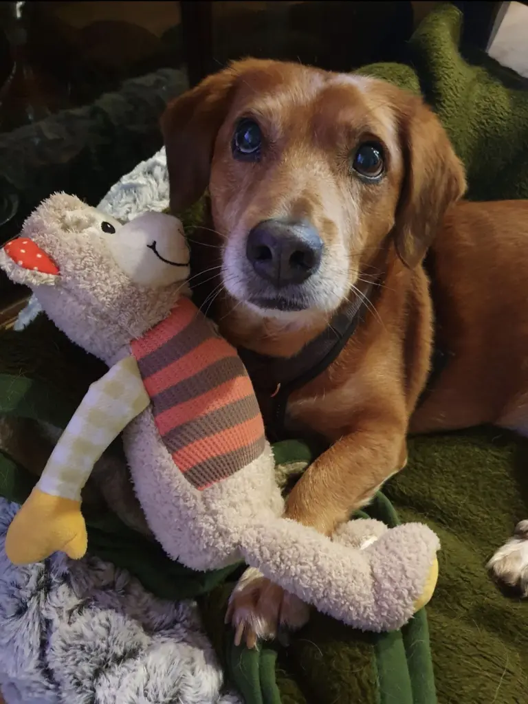 Bild von Buddy