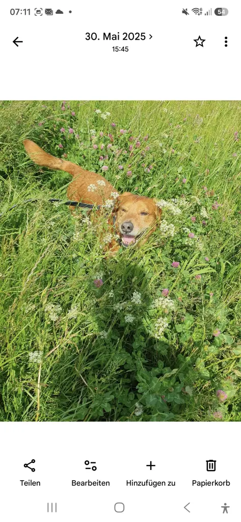 Bild von Buddy