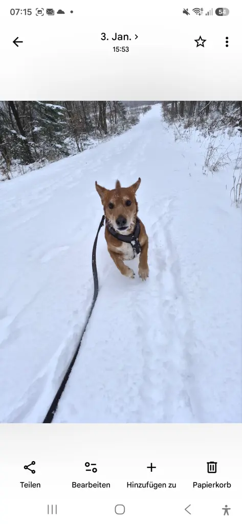 Bild von Buddy