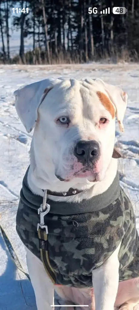 Bild von Loki