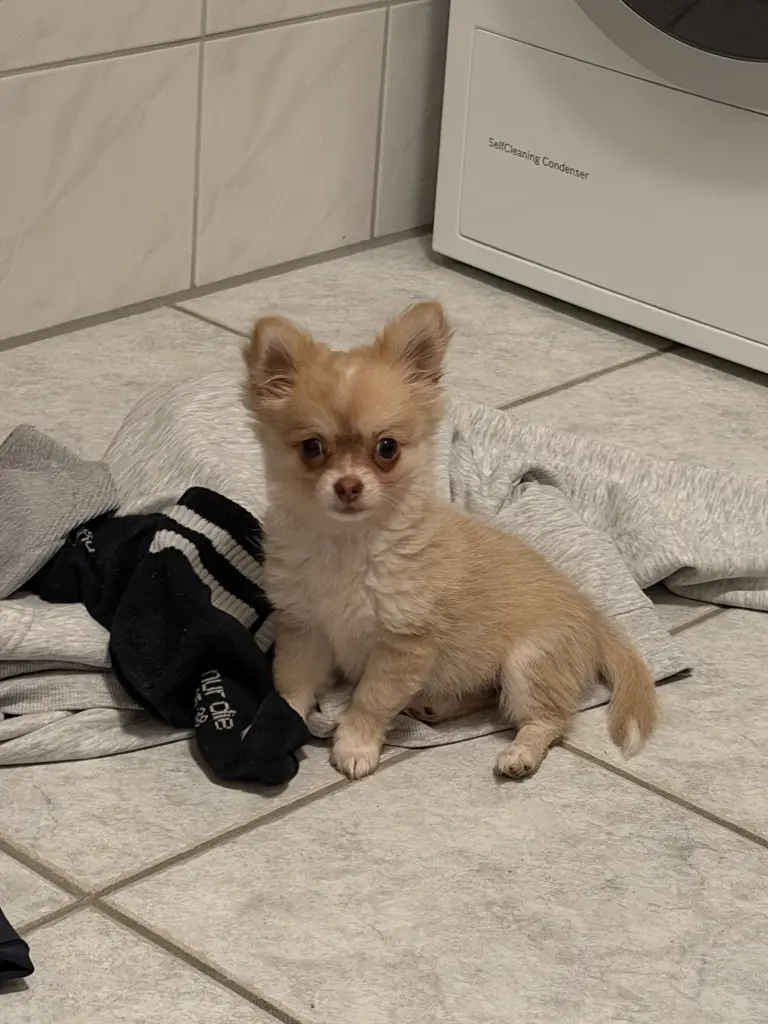 Bild von Coco