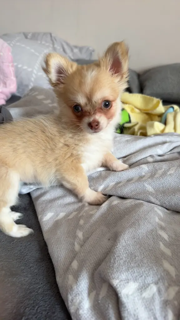 Bild von Coco
