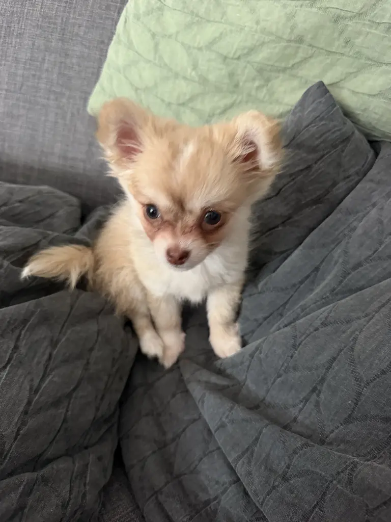 Bild von Coco