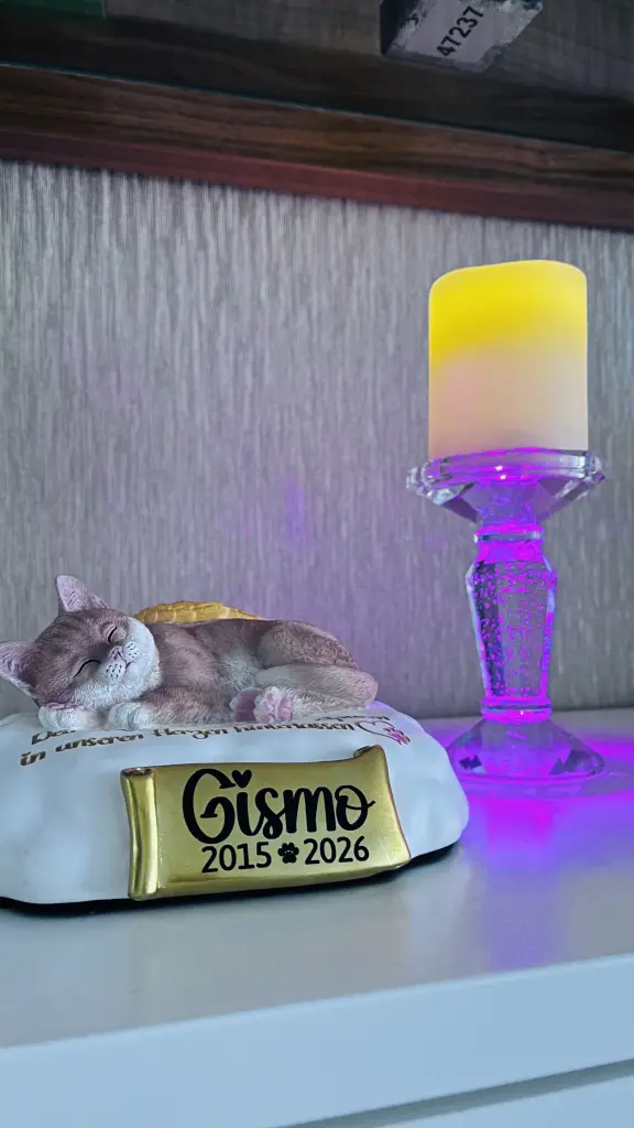 Bild von Gismo