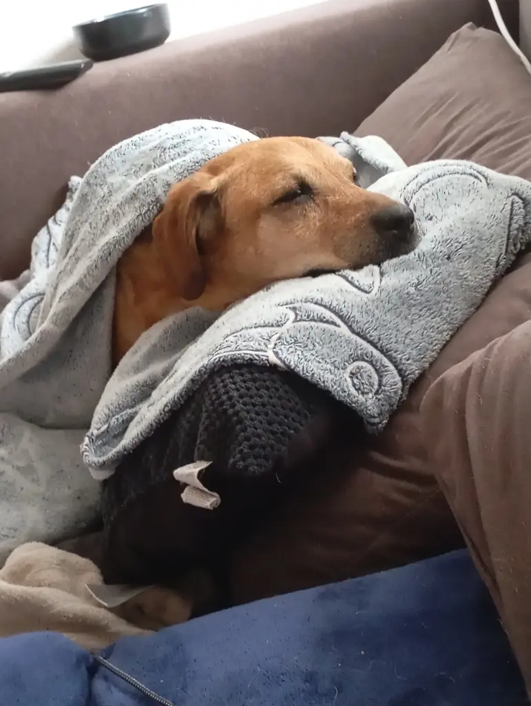 Bild von Ronja