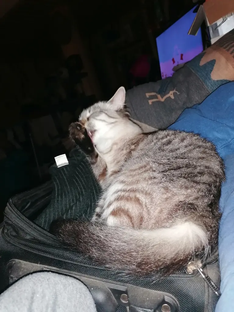 Bild von Cleo