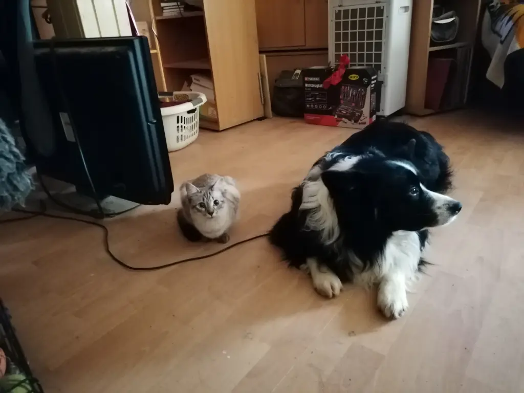 Zusammen mit Baxter, jetzt seit ihr zwei wieder vereint 😭❤️