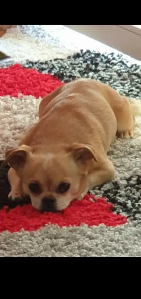 Bild von Benji