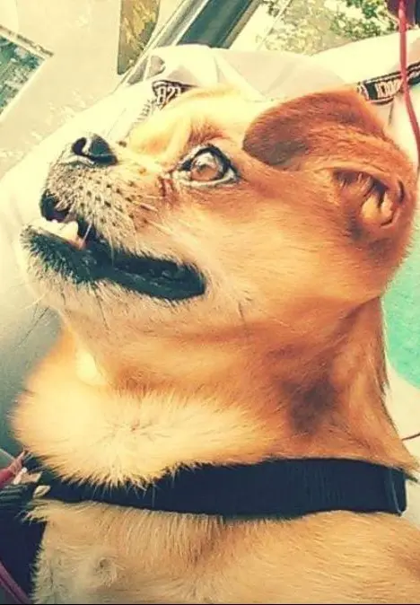 Bild von Benji