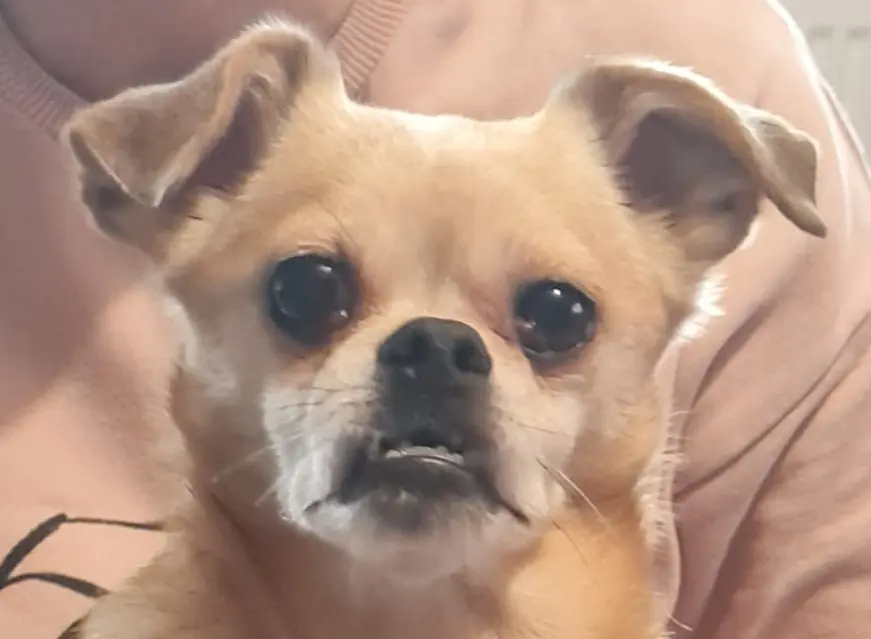 Bild von Benji