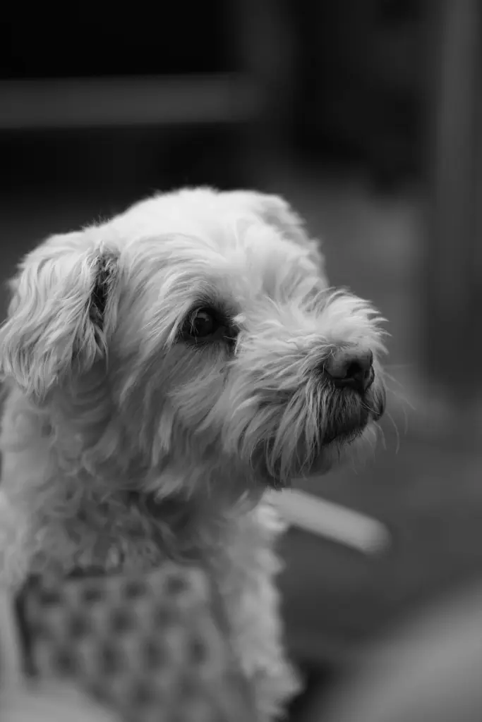 Bild von Oscar