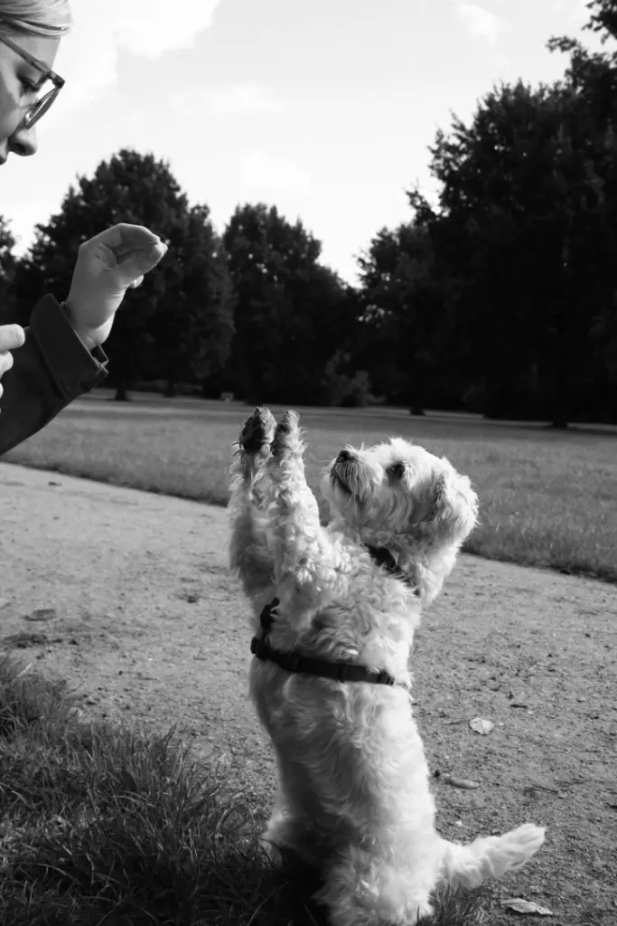 Bild von Oscar