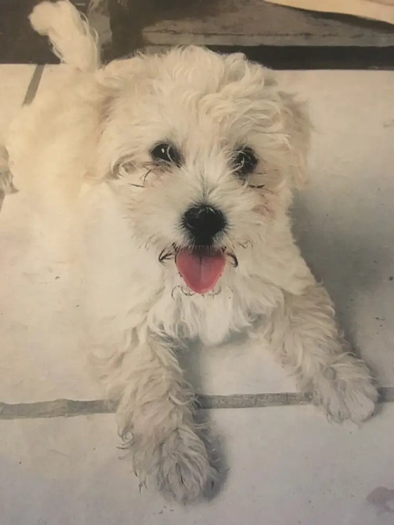 Bild von Oscar