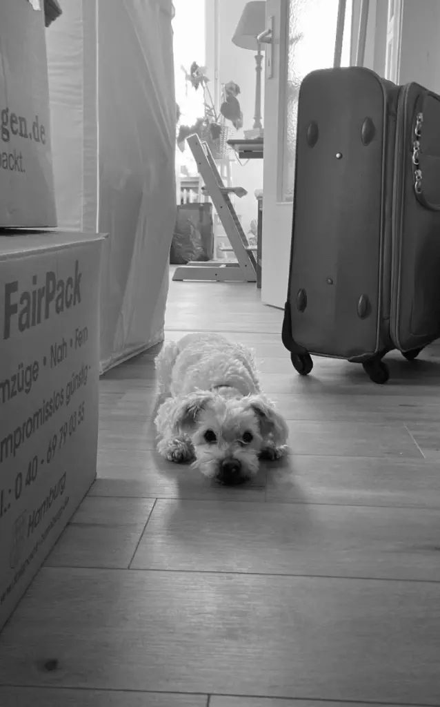 Bild von Oscar