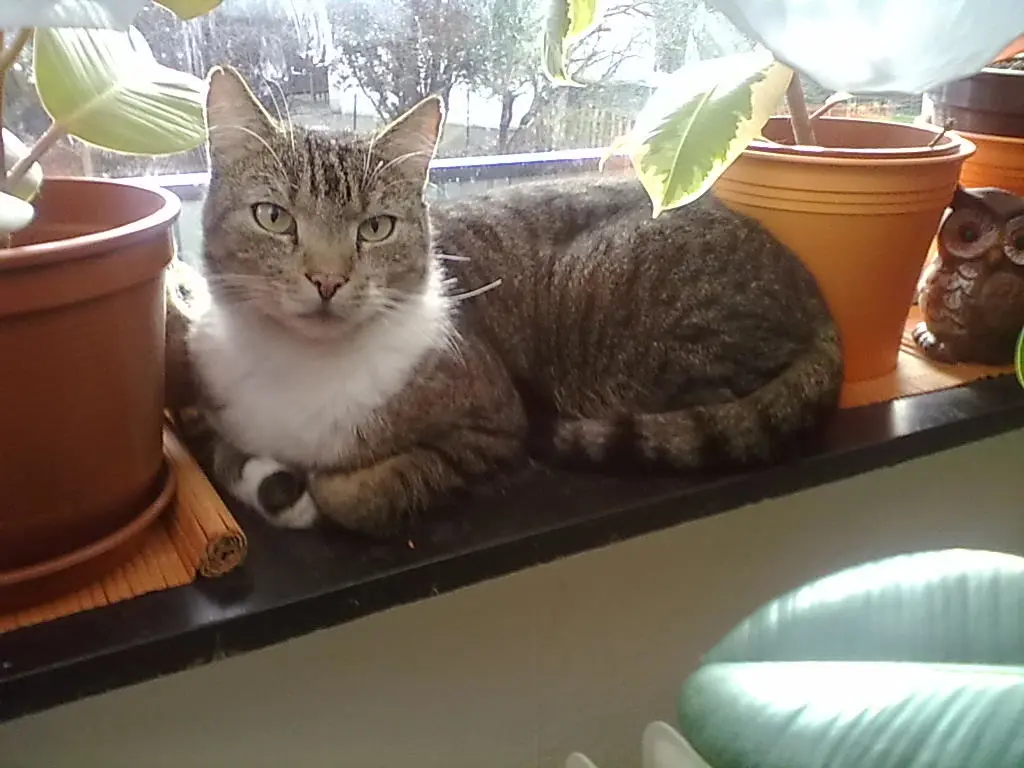 Image from Garfield