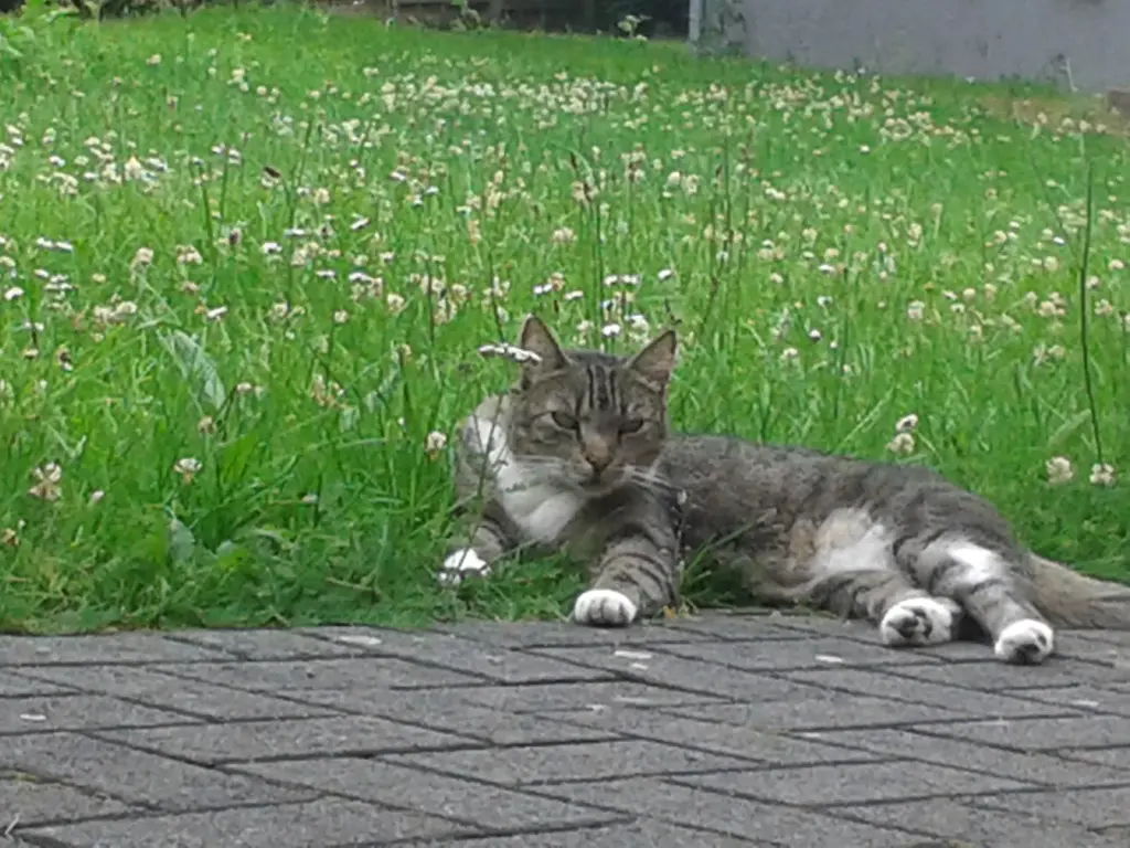 Image from Garfield