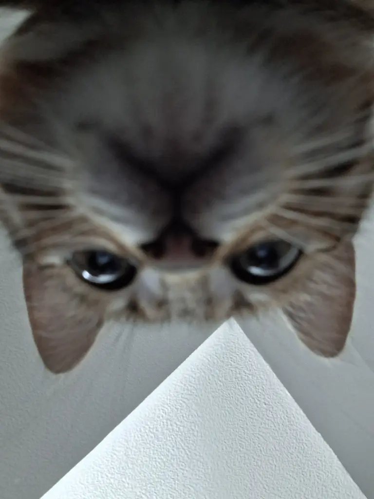Bild von Zorro