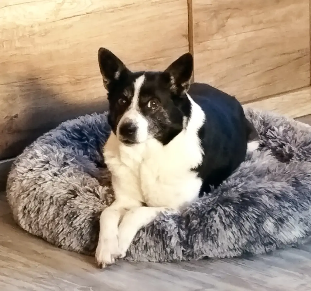 Bild von Nelly