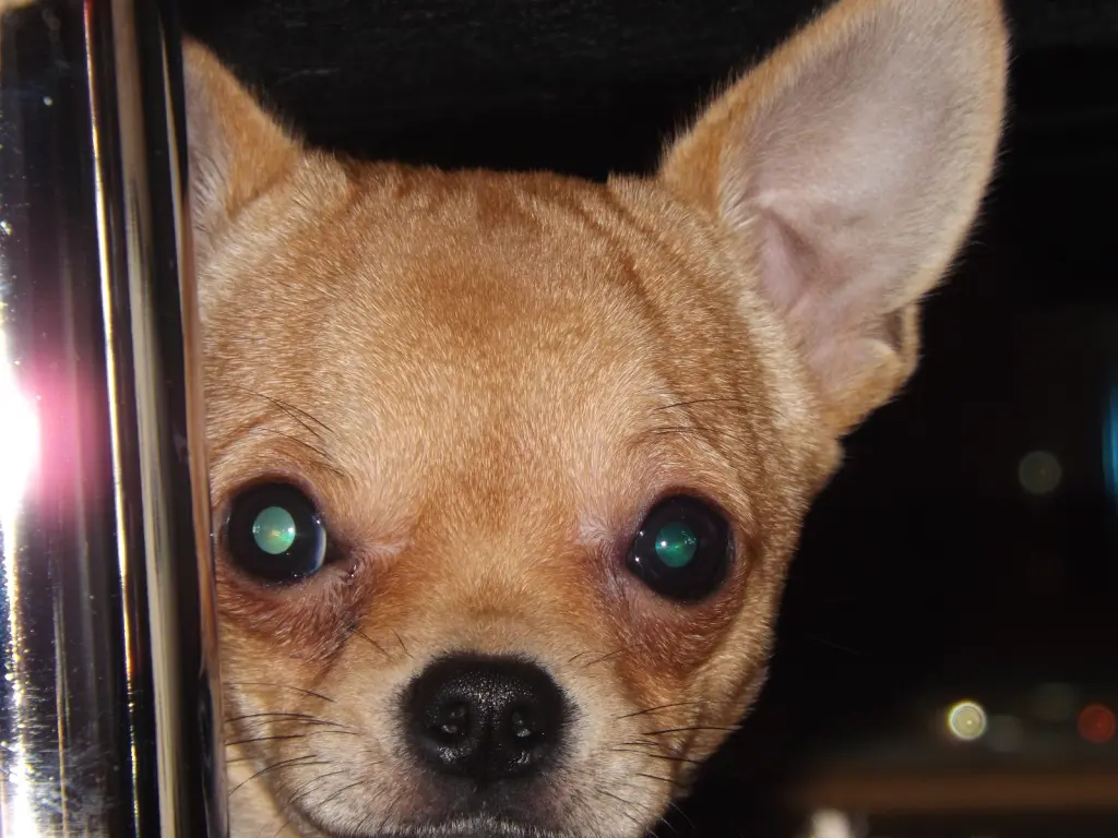 Bild von Tappy