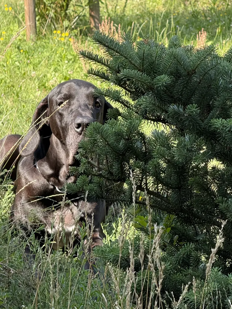 Sein liebstes "Versteck"