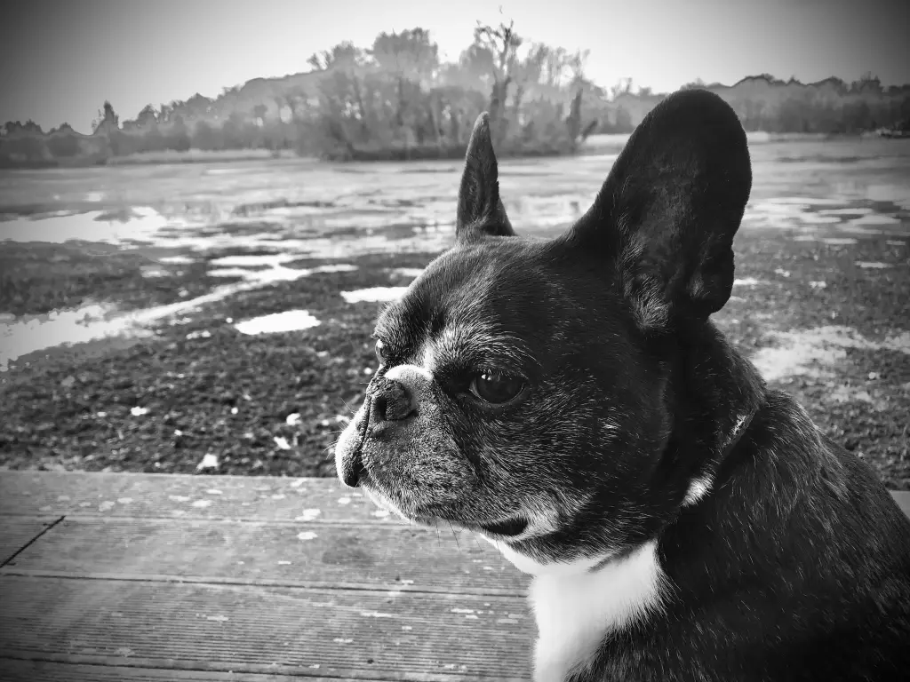 Bild von Spocky