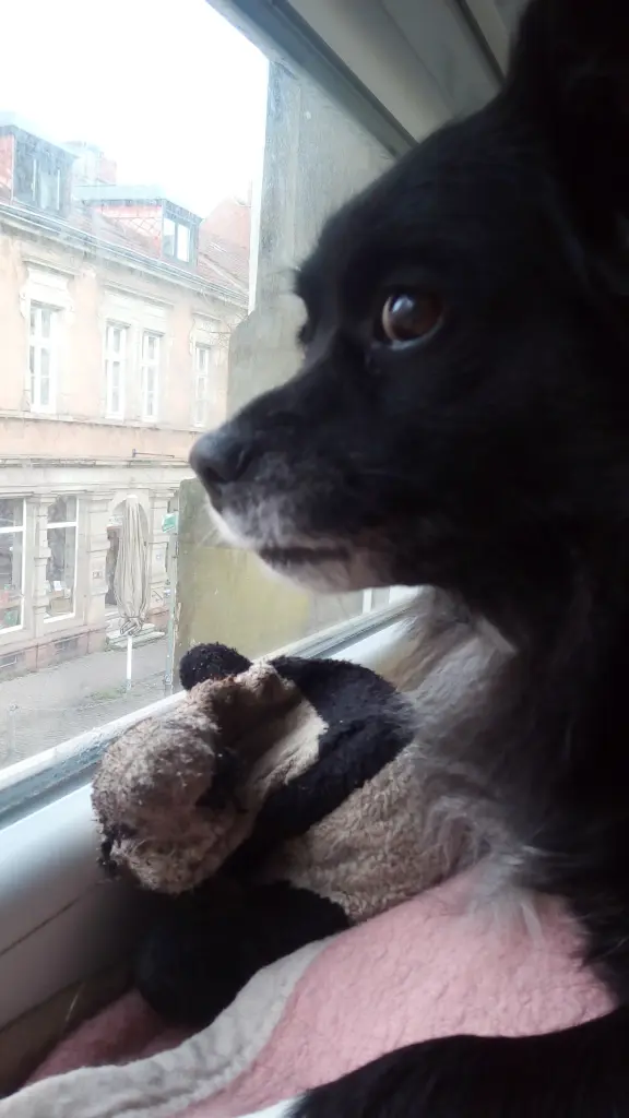 Bild von Mäusschen