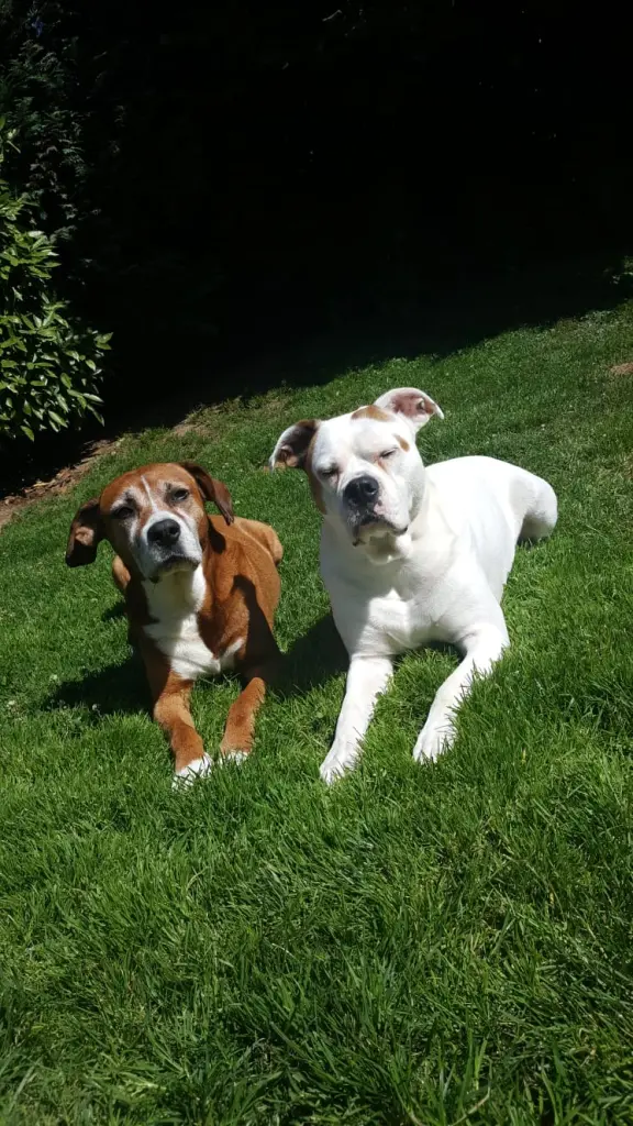 Condolence image of Iris mit Tayler im Herzen 