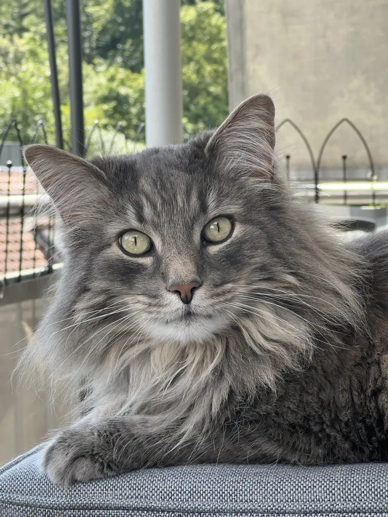 Bild von Oscar