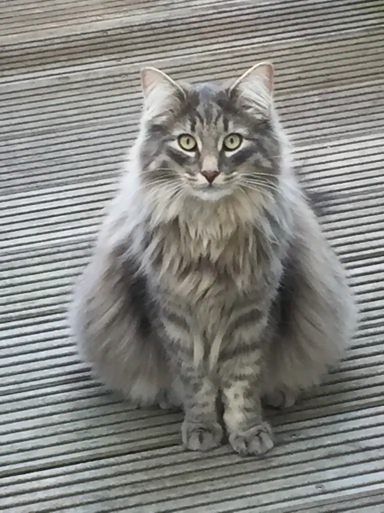 Bild von Oscar