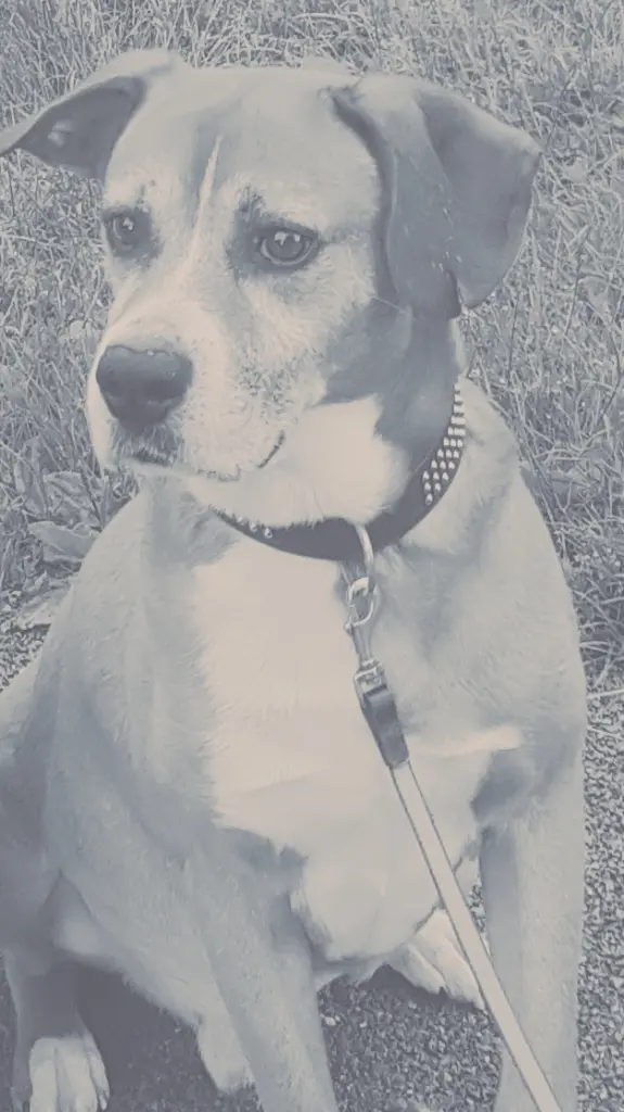 Condolence image of Iris mit Tayler im Herzen 