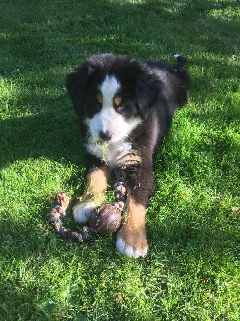 Bild von Titus