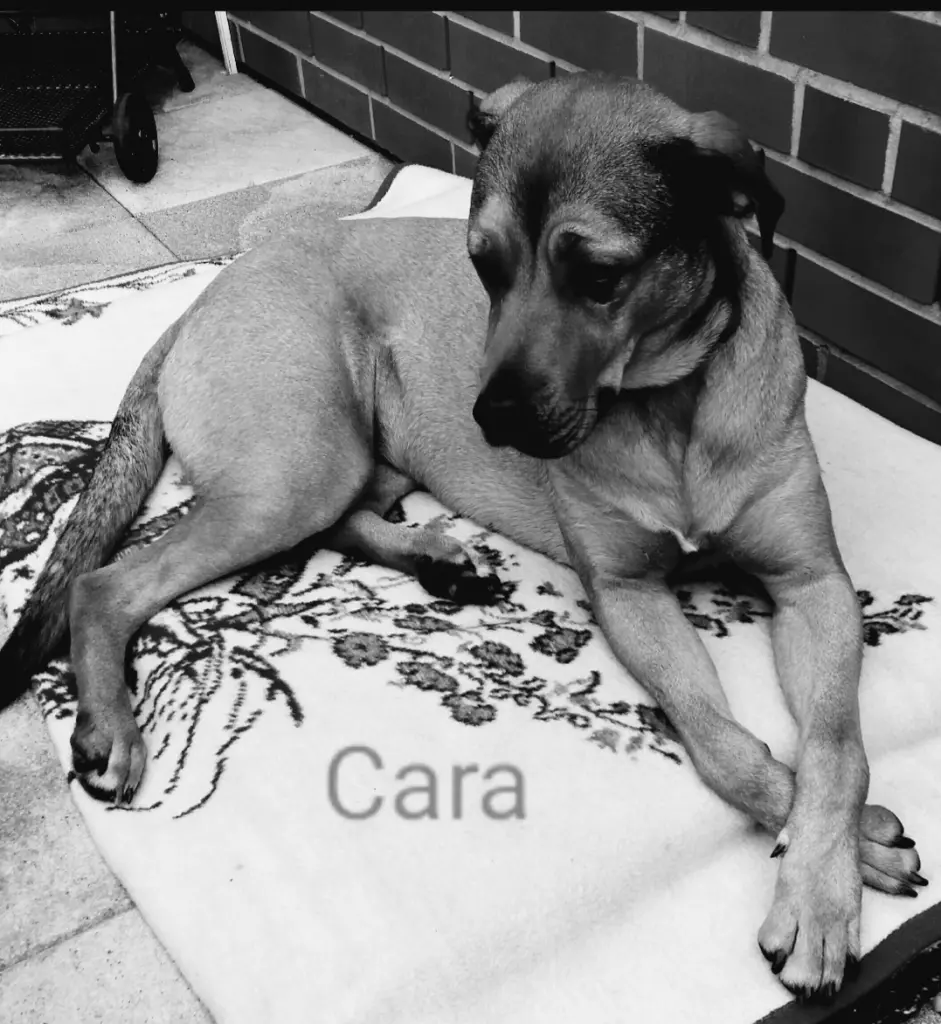 Bild von Cara