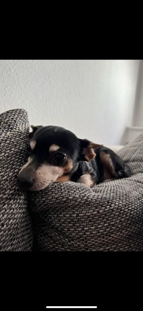 Bild von Aaliyha