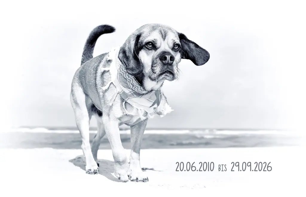 Bild von Elliot