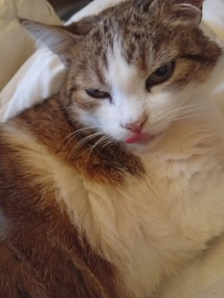 Bild von Finni