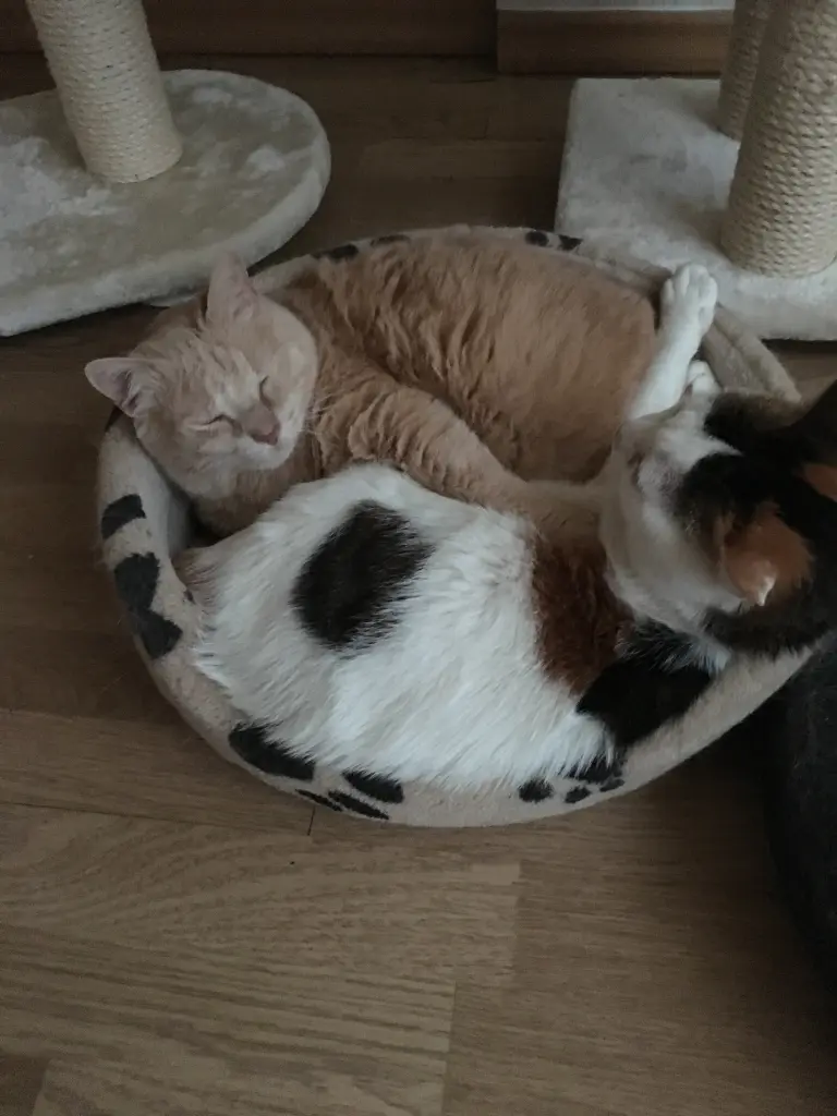 Image from Pünktchen