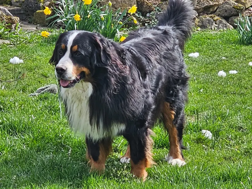 Bild von Baloo