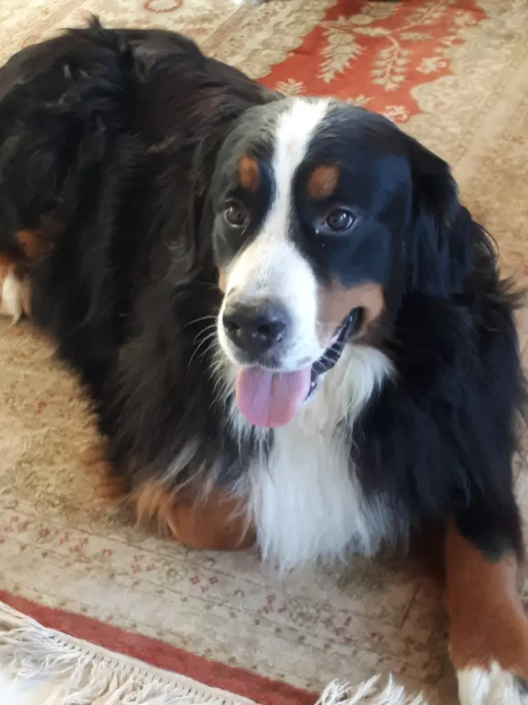 Bild von Baloo
