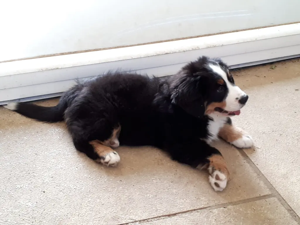 Bild von Baloo