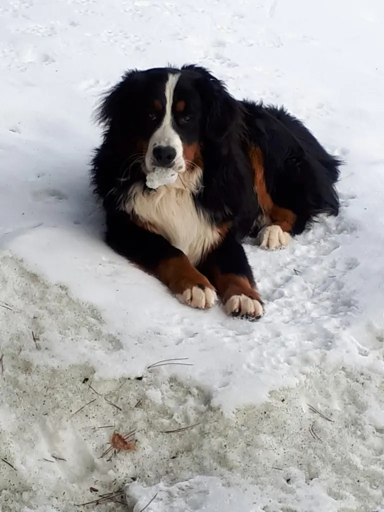 Bild von Baloo