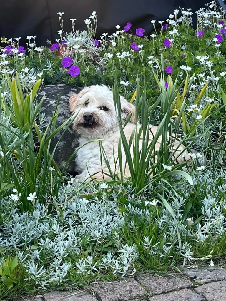 Bild von Apollo