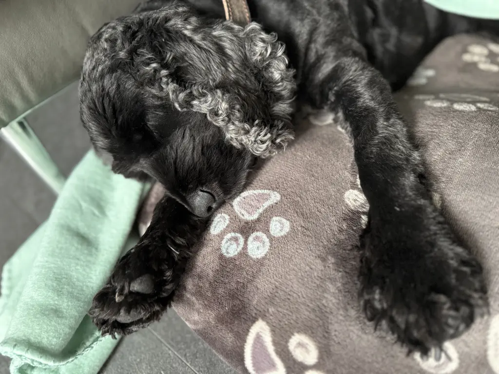 Bild von Bubi