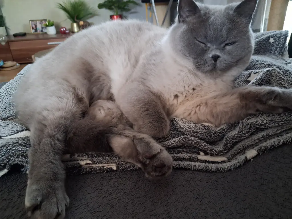 Bild von Floki