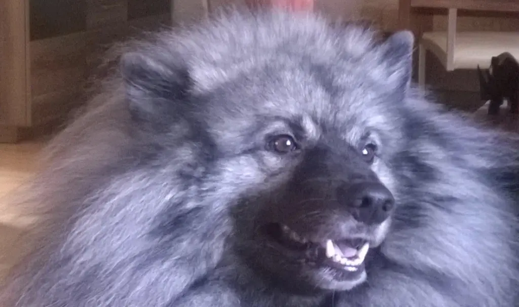 Bild von Baron