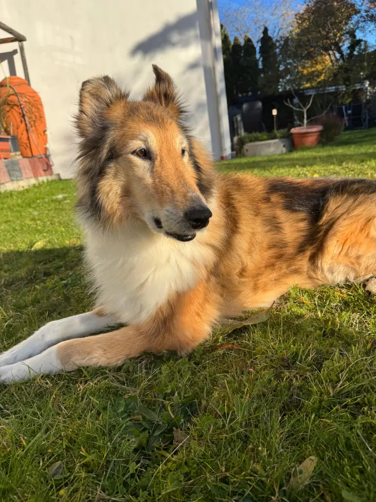 Bild von Shay